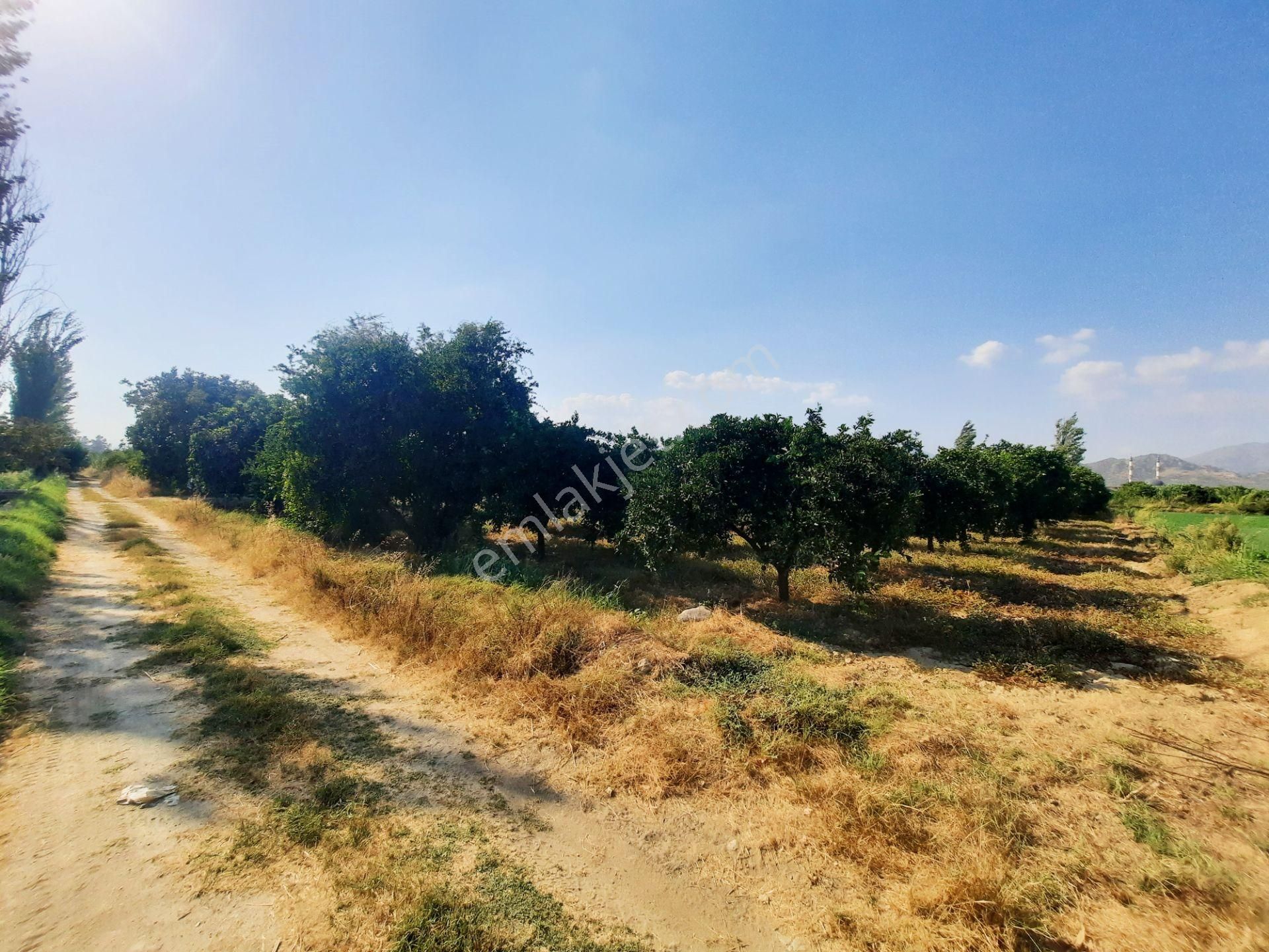 Güzelköyde Karayoluna 400 Metre, Çift Yol Cepheli Portakal Bahçesi.. - Görsel 8