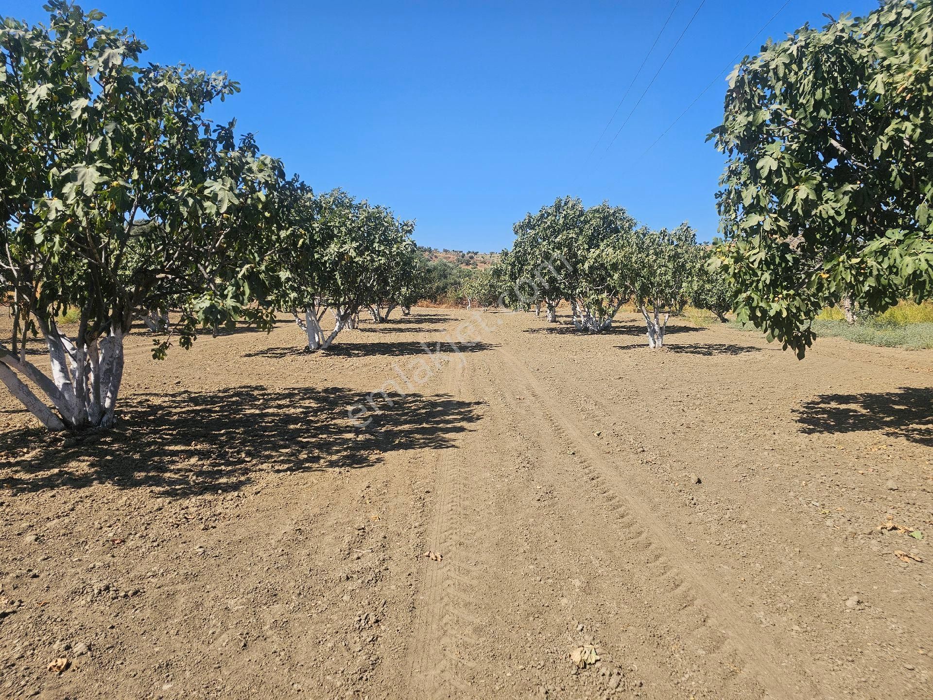 Söke Emlak Ofisisınden Mursallıda Satılık Incır Bahçesi - Görsel 18