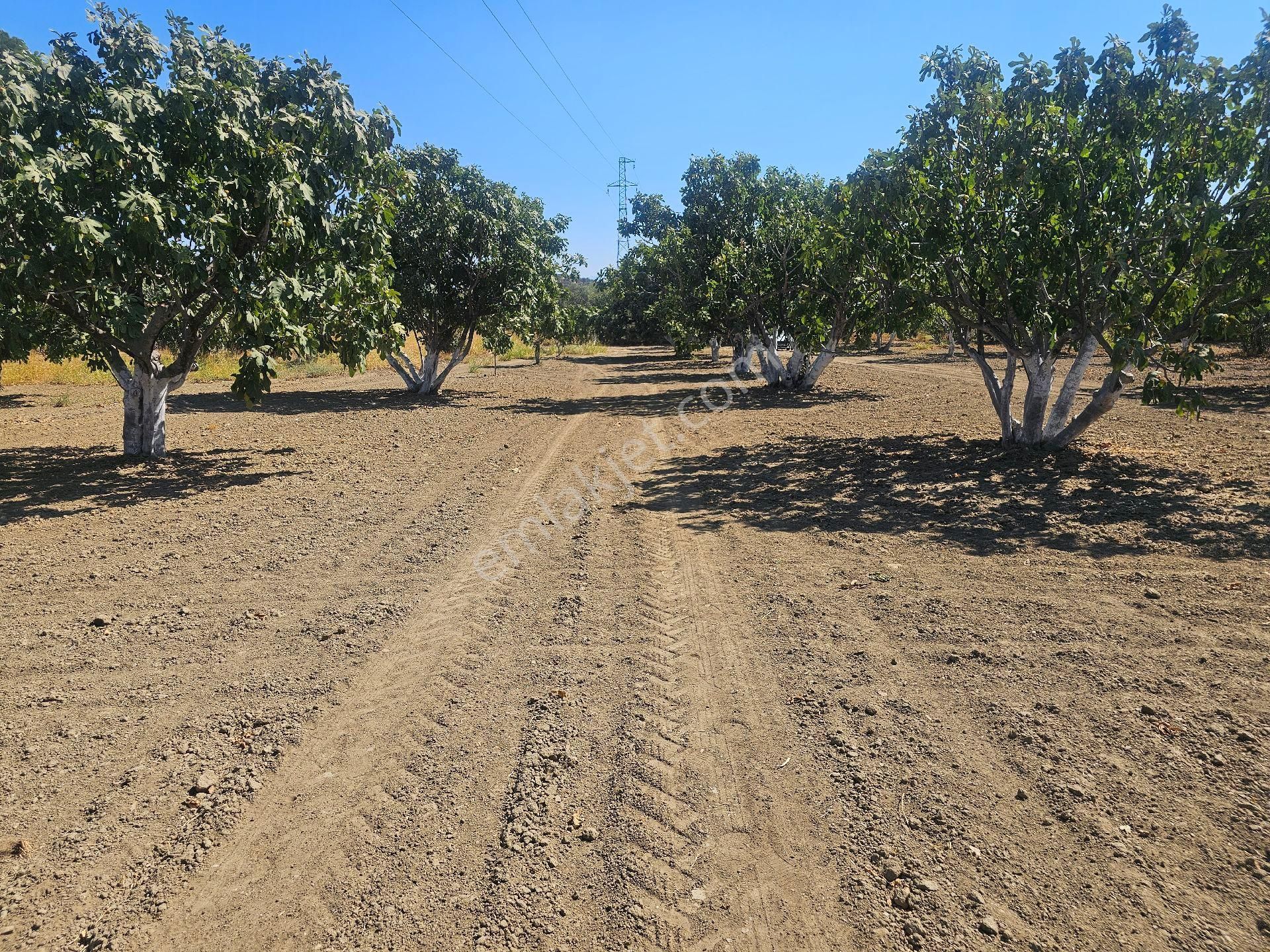 Söke Emlak Ofisisınden Mursallıda Satılık Incır Bahçesi - Görsel 16