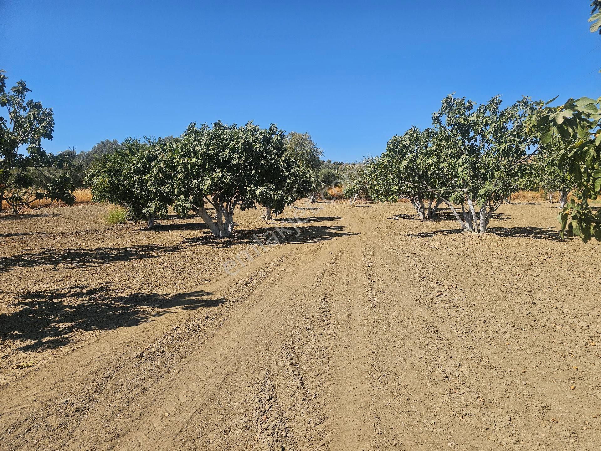 Söke Emlak Ofisisınden Mursallıda Satılık Incır Bahçesi - Görsel 10