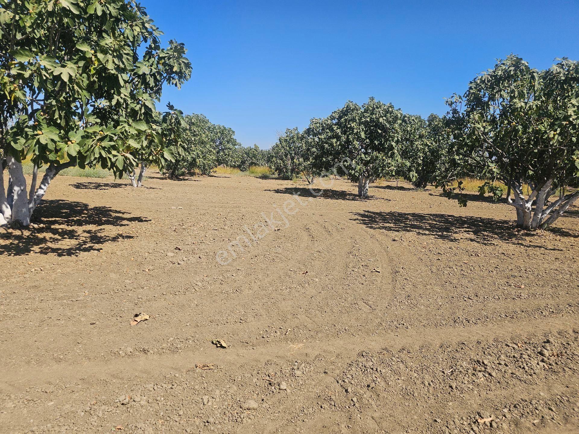 Söke Emlak Ofisisınden Mursallıda Satılık Incır Bahçesi - Görsel 3