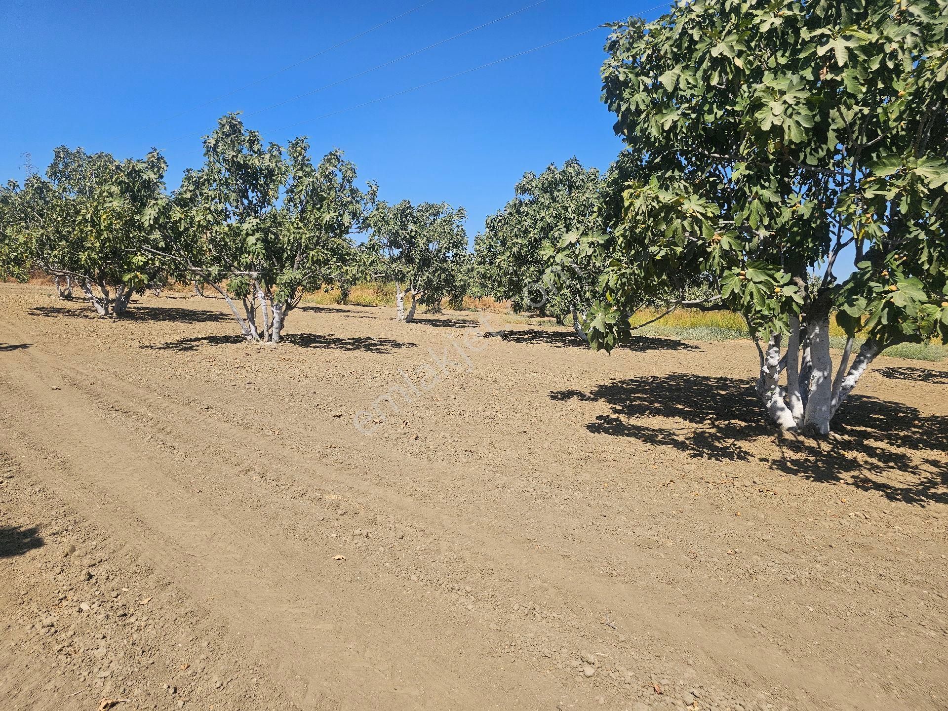 Söke Emlak Ofisisınden Mursallıda Satılık Incır Bahçesi - Görsel 5