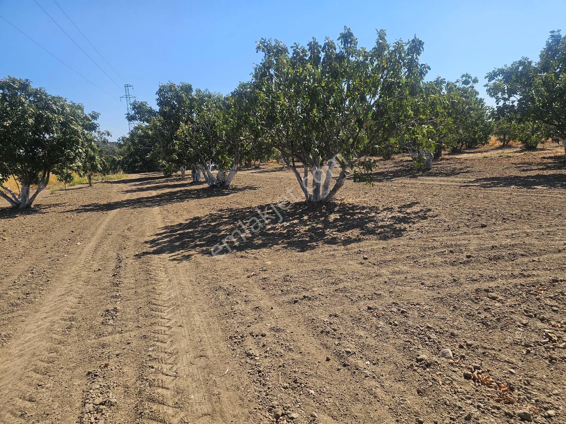 Söke Emlak Ofisisınden Mursallıda Satılık Incır Bahçesi - Görsel 13