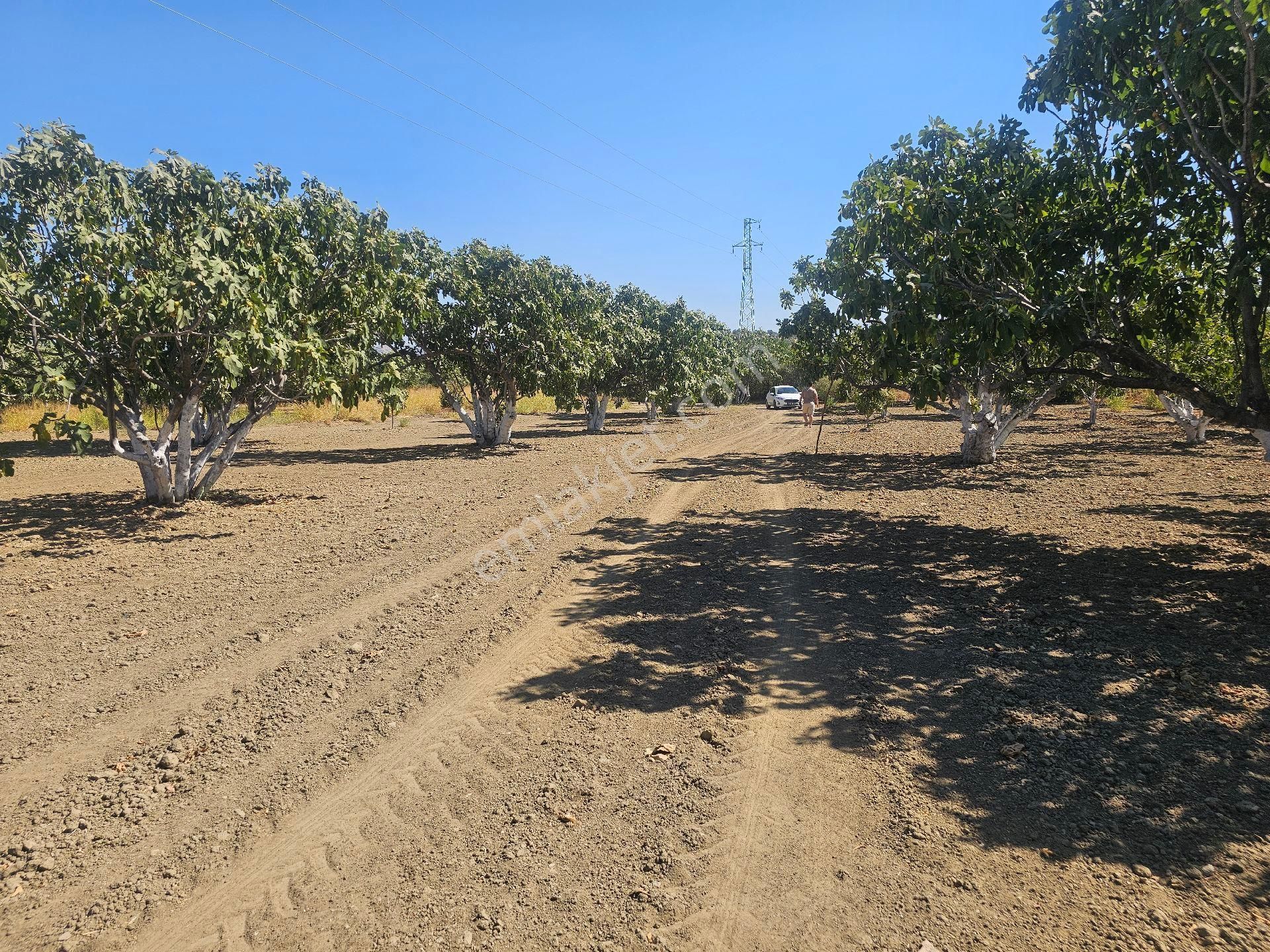Söke Emlak Ofisisınden Mursallıda Satılık Incır Bahçesi - Görsel 9