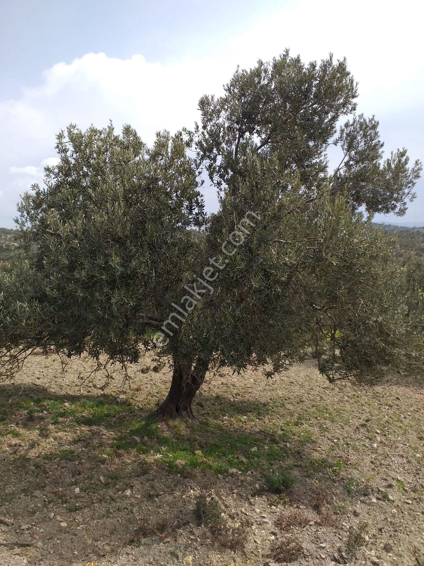 !!tepeobada Fırsat 20 Dönüm Etrafı Çevrili Zeytinlik!!! - Görsel 15