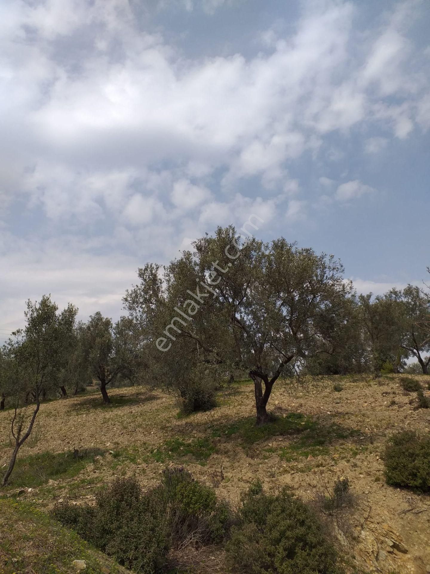 !!tepeobada Fırsat 20 Dönüm Etrafı Çevrili Zeytinlik!!! - Görsel 13