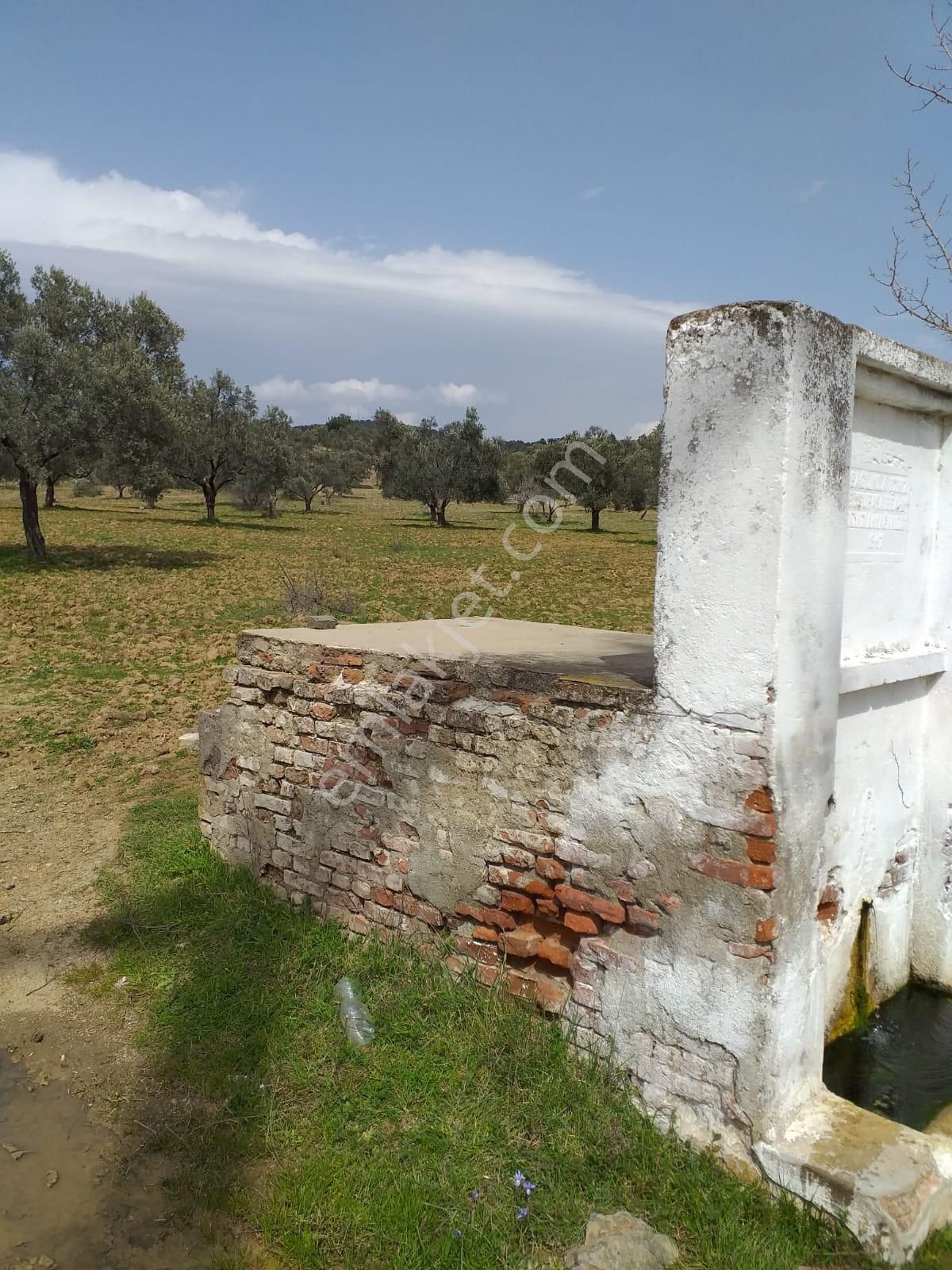 !!tepeobada Fırsat 20 Dönüm Etrafı Çevrili Zeytinlik!!! - Görsel 11