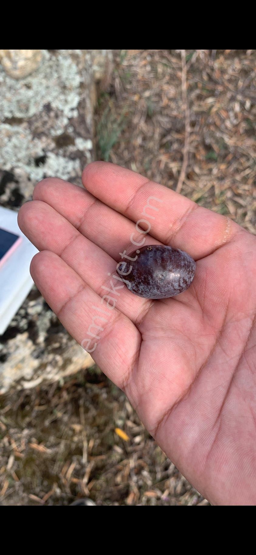 Verimli Zeytin