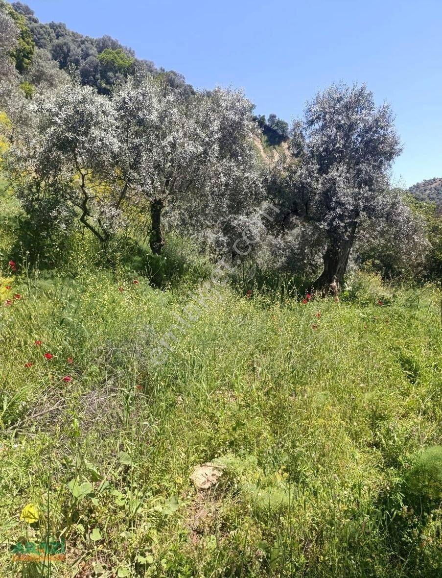 Arazi Danışmanı'ndan 1.679 M2 Zeytinlik