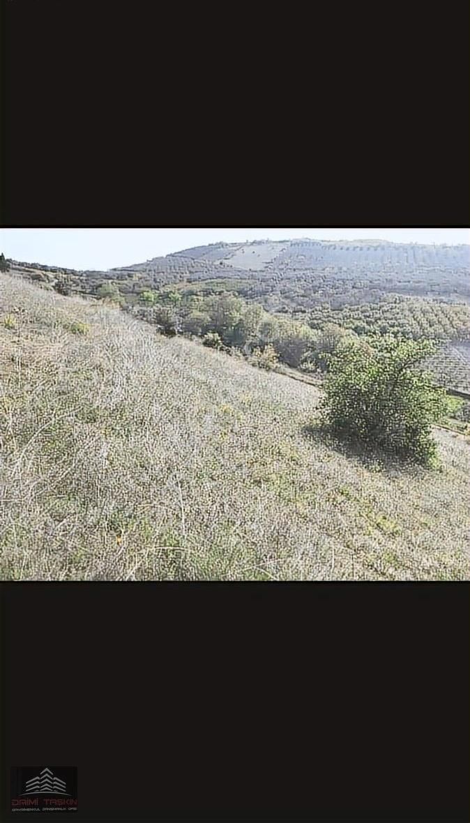 Daimi Taşkın Gayrimenkul'den İznik Tacir Köyünde Satılık Tarla - Görsel 12