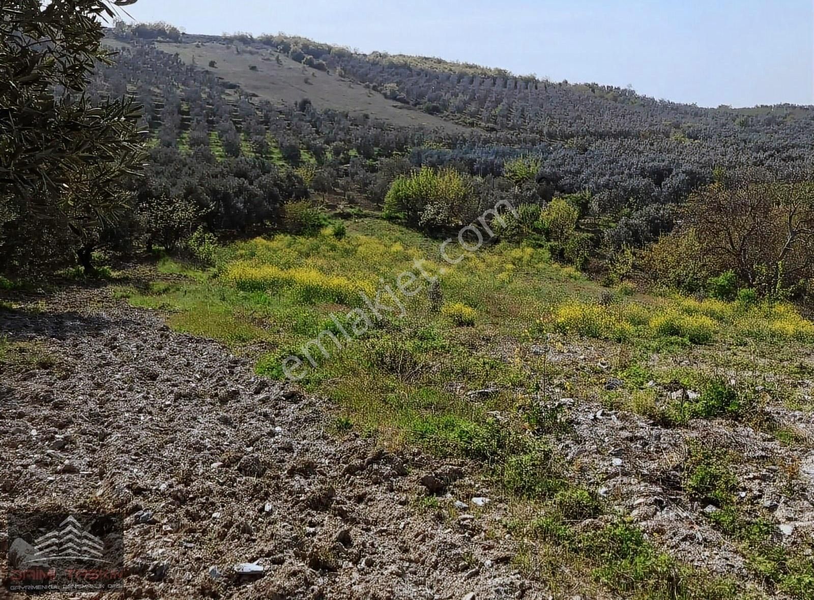 Daimi Taşkın Gayrimenkul'den İznik Tacir Köyünde Satılık Tarla - Görsel 16