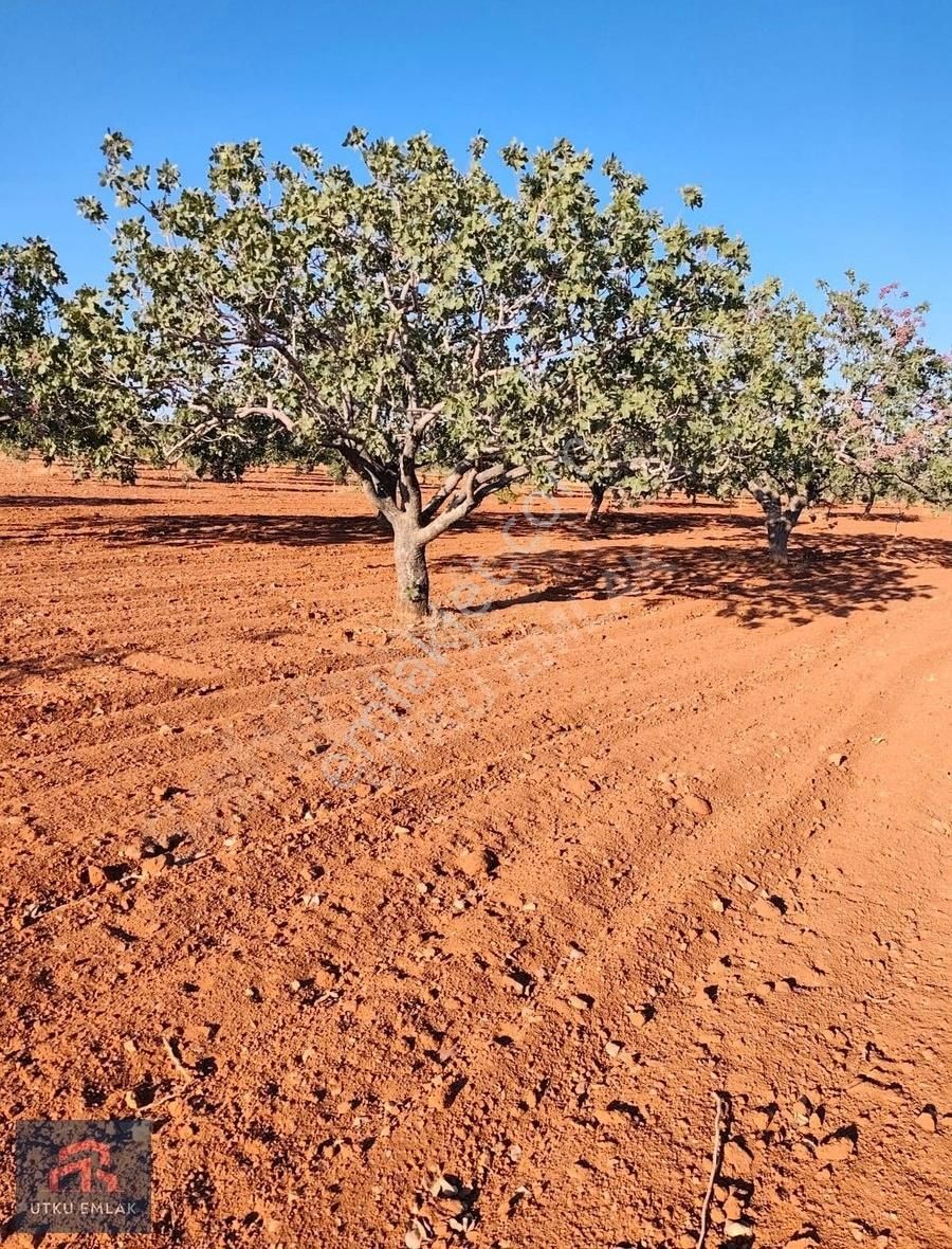 Oguzeli Utku Emlak Dogru Yatırım Danışmanı
