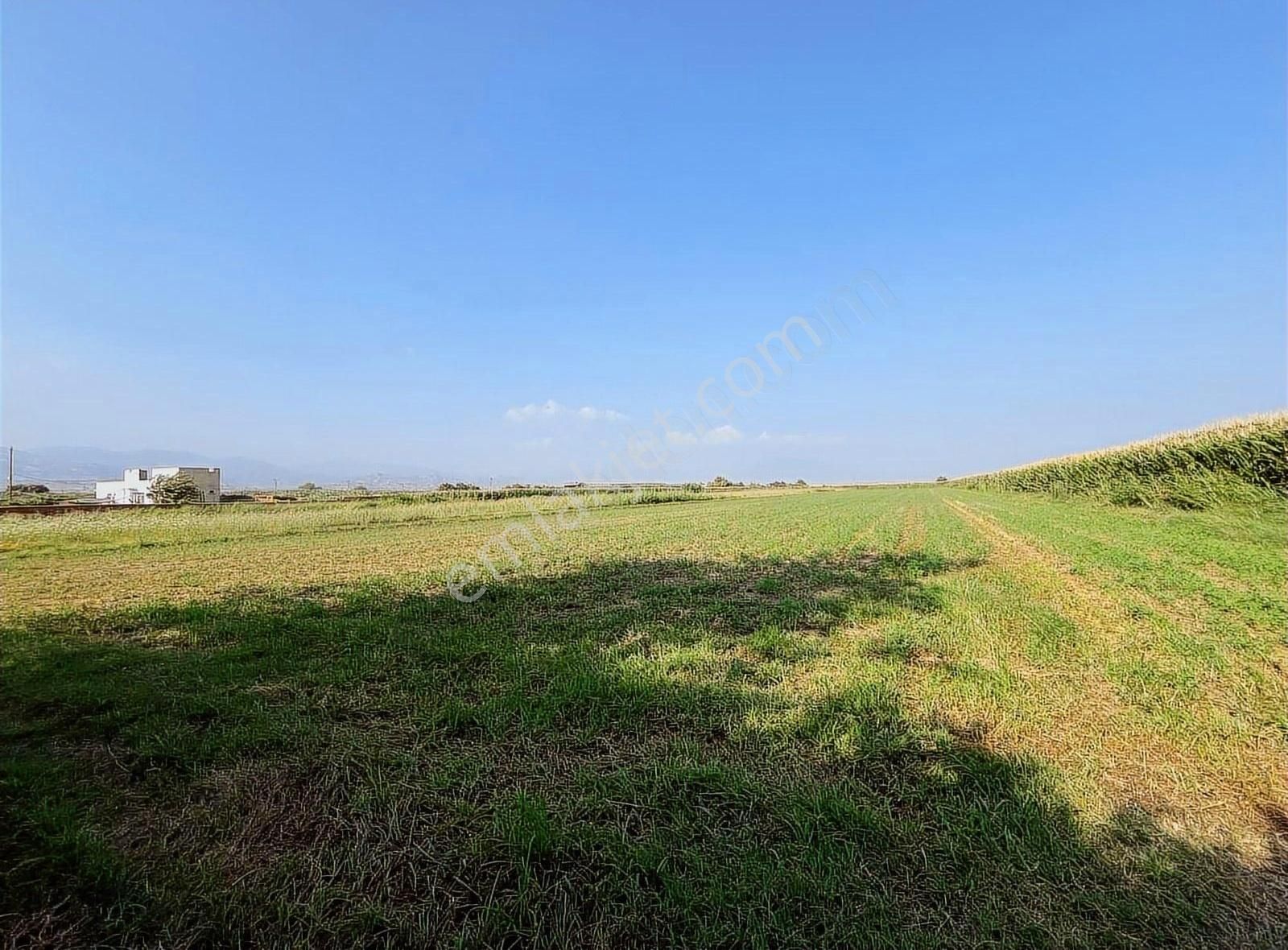 İsabeylide Satılık 6.126 M2 Verimli Tarla