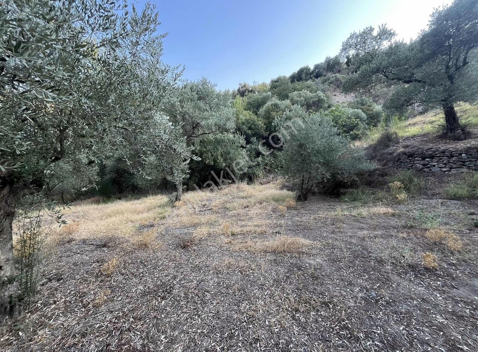 İsabeyli'de Demirhan Sınırında Satılık 5.258 M2 Zeytinlik - Görsel 25