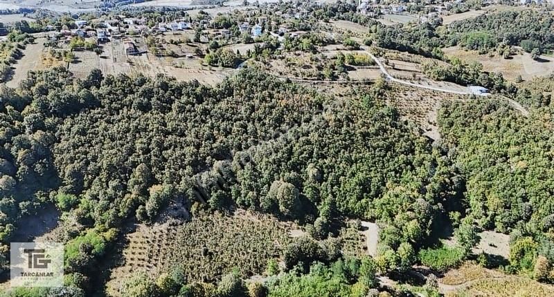 Tarcanlar'dan Karabdülbaki'de 591 M2 Yatırımlık Fındık Bahçesi