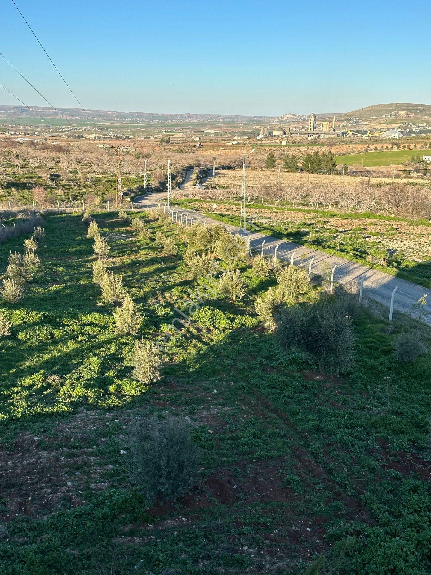 Karaköprü Öğütçü Mahallesi'nde Satılık 5 Dönüm Tarla Ve Bağ Evi - Görsel 2