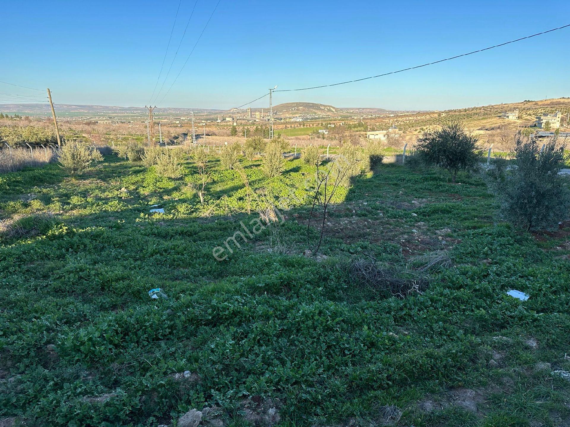 Karaköprü Öğütçü Mahallesi'nde Satılık 5 Dönüm Tarla Ve Bağ Evi - Görsel 21