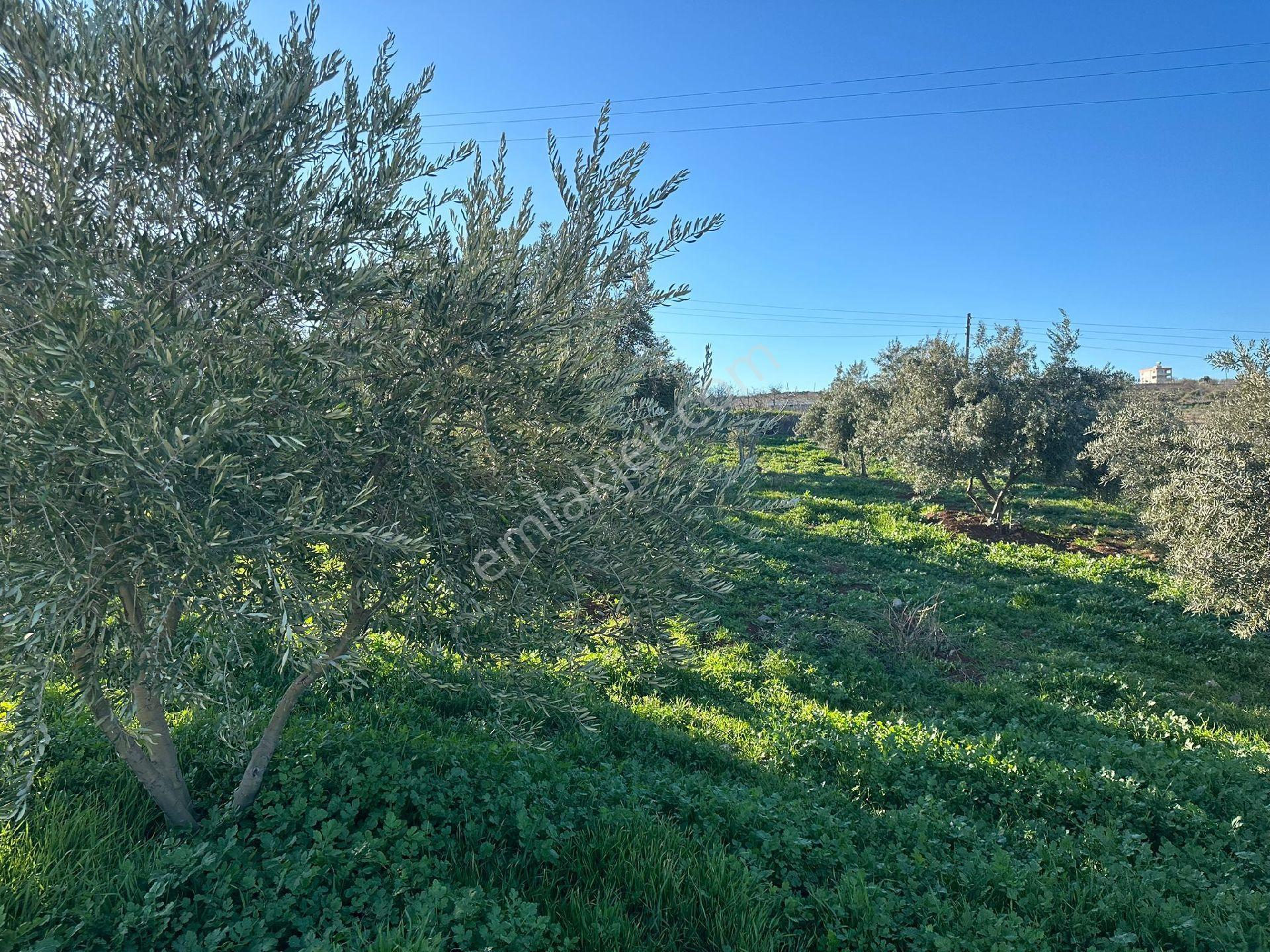 Karaköprü Öğütçü Mahallesi'nde Satılık 5 Dönüm Tarla Ve Bağ Evi - Görsel 9