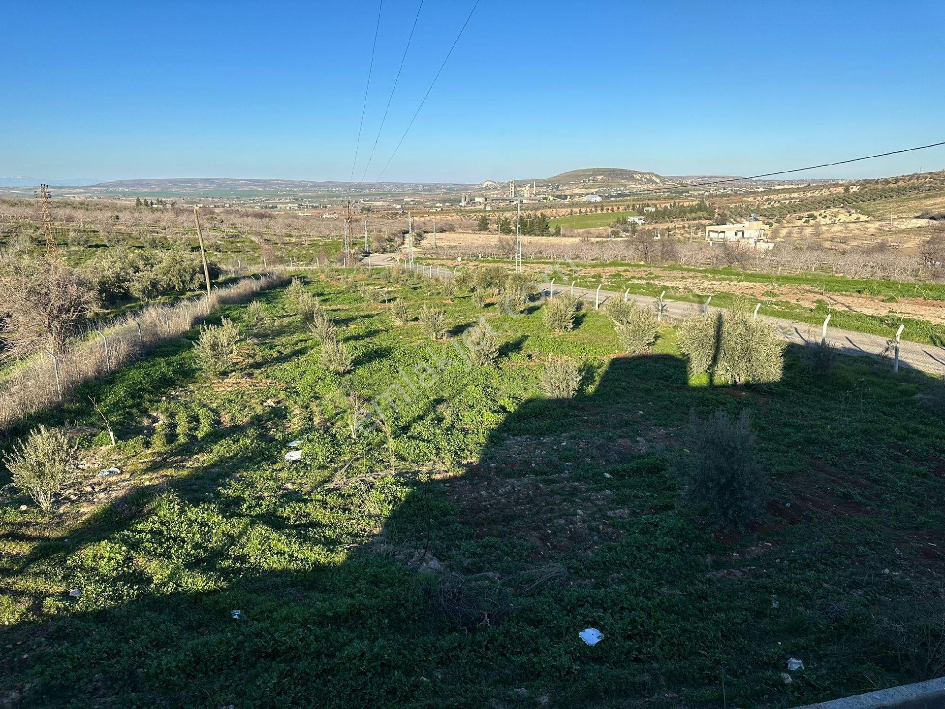 Karaköprü Öğütçü Mahallesi'nde Satılık 5 Dönüm Tarla Ve Bağ Evi - Görsel 5