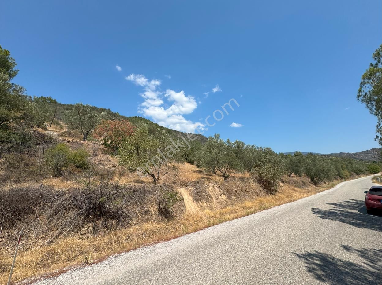 Merkez'den İzmir Dikili Kıroba'da Kadastro Yola Cepheli