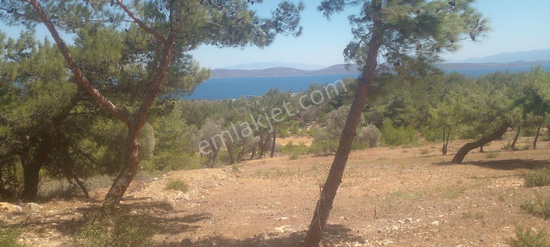 Mor Çiçek Emlak Karaburun Mordoğanda Deniz Manzaralı Tarla - Görsel 12