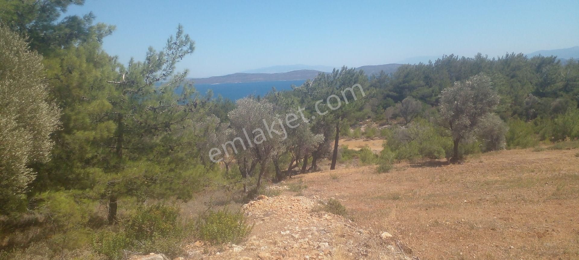 Mor Çiçek Emlak Karaburun Mordoğanda Deniz Manzaralı Tarla - Görsel 3