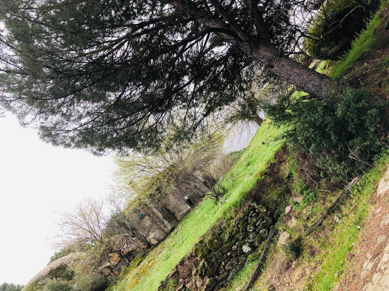 Muğla Milas Olukbaşın'da 1.524 M² Tek Katlı Kargir Ev Ve Harabe Ev Ve Tarla !!! - Görsel 9