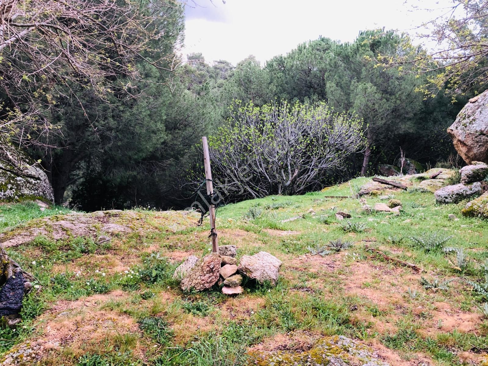 Muğla Milas Olukbaşın'da 1.524 M² Tek Katlı Kargir Ev Ve Harabe Ev Ve Tarla !!! - Görsel 13