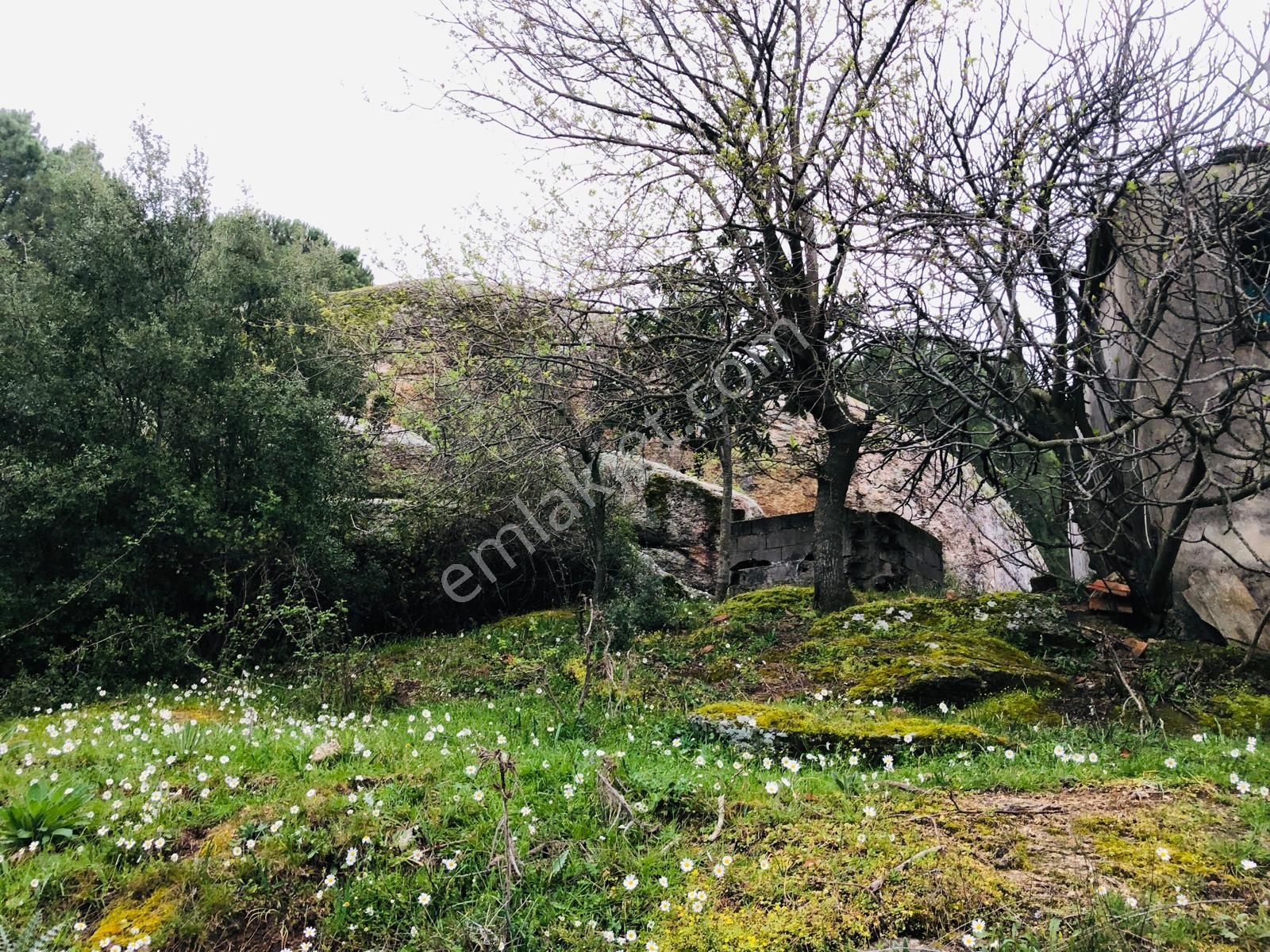 Muğla Milas Olukbaşın'da 1.524 M² Tek Katlı Kargir Ev Ve Harabe Ev Ve Tarla !!! - Görsel 8