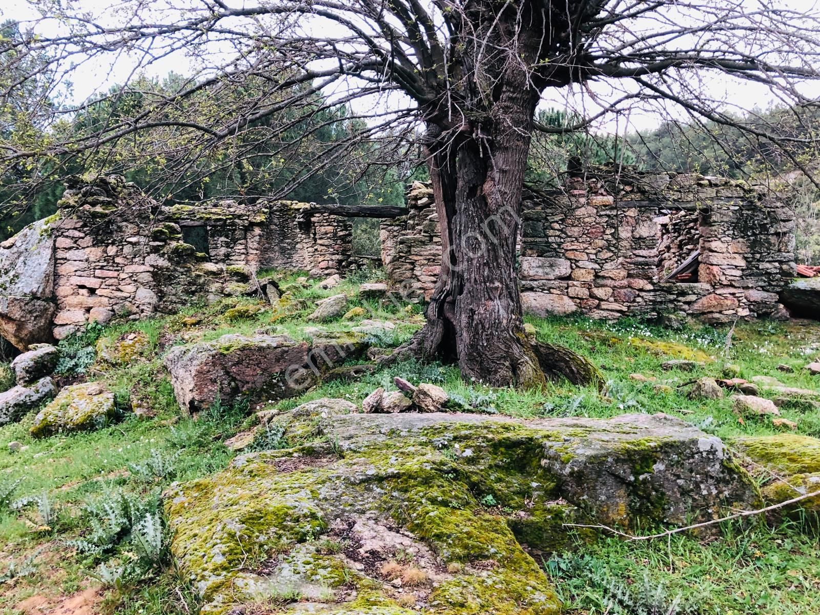 Muğla Milas Olukbaşın'da 1.524 M² Tek Katlı Kargir Ev Ve Harabe Ev Ve Tarla !!! - Görsel 4