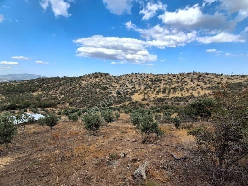 Mutluol Proje'den İzmir Dikili'de Satılık 25 Dönüm Zeytinlik - Görsel 5