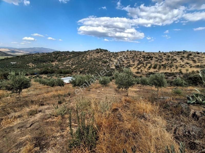 Mutluol Proje'den İzmir Dikili'de Satılık 25 Dönüm Zeytinlik - Görsel 3