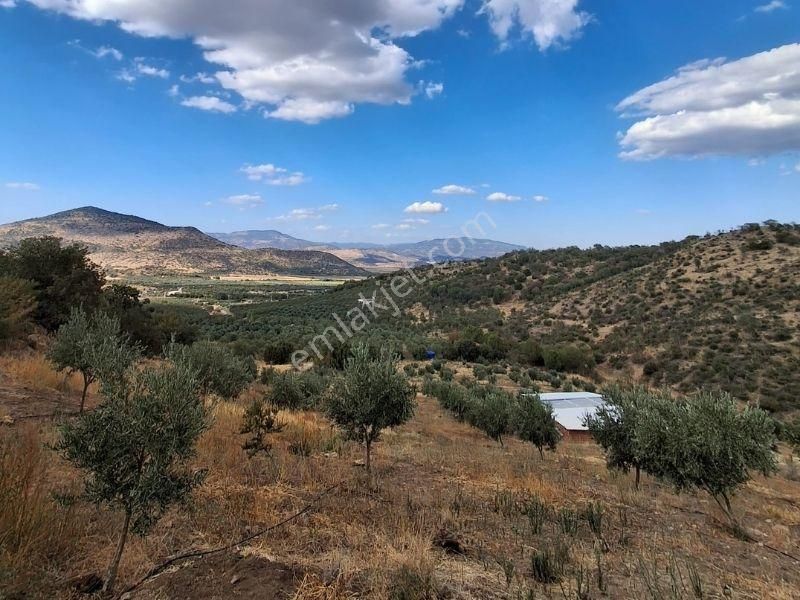Mutluol Proje'den İzmir Dikili'de Satılık 25 Dönüm Zeytinlik