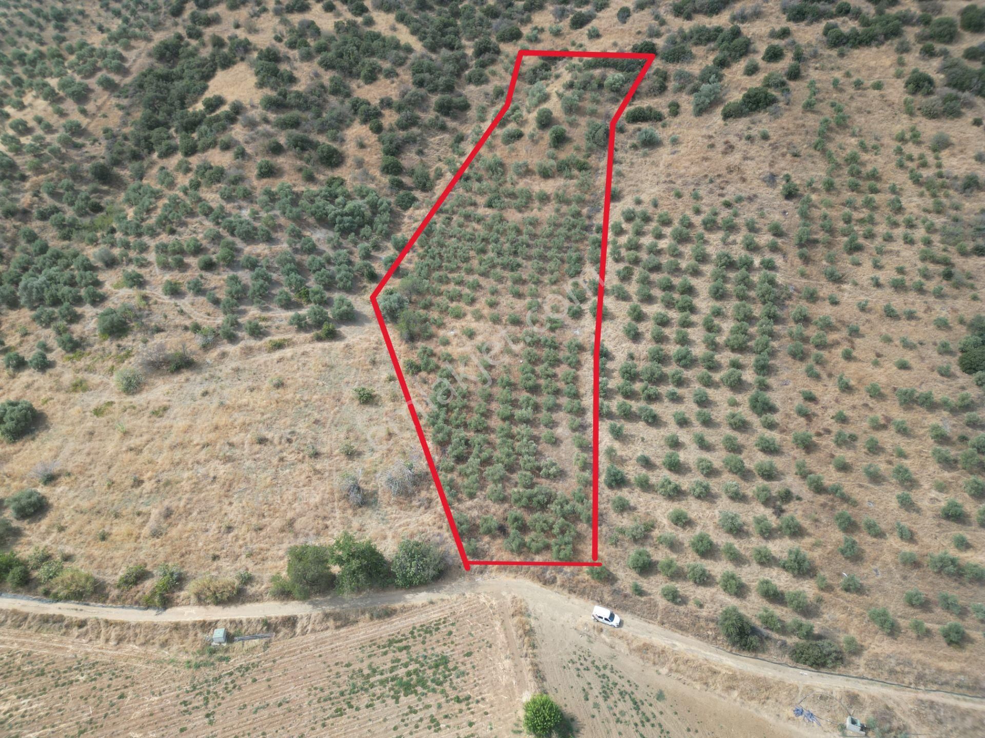 Antika Gayrimenkulden Emirli’de Satılık Zeytin Bahçesi - Görsel 2