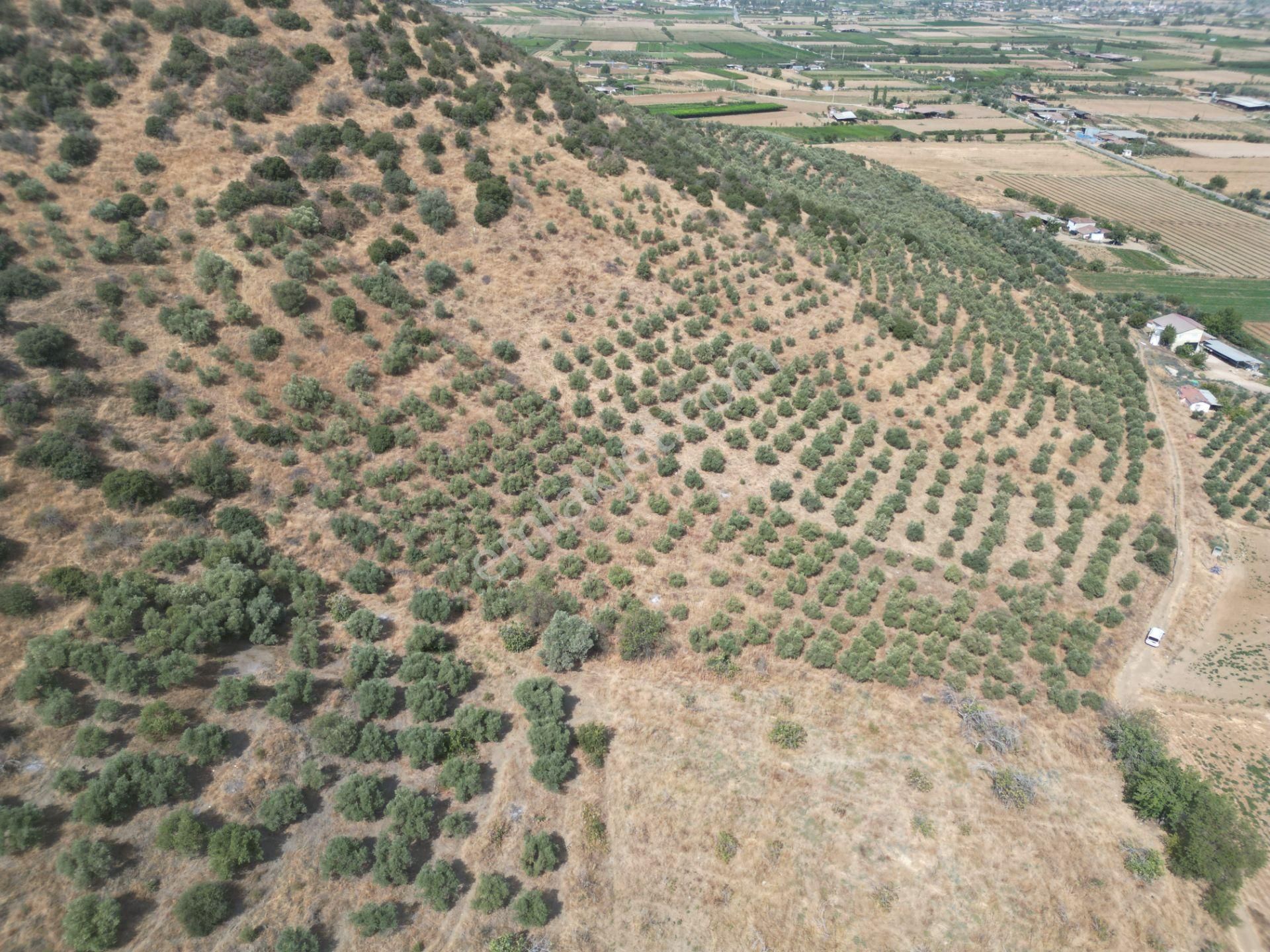 Antika Gayrimenkulden Emirli’de Satılık Zeytin Bahçesi - Görsel 8