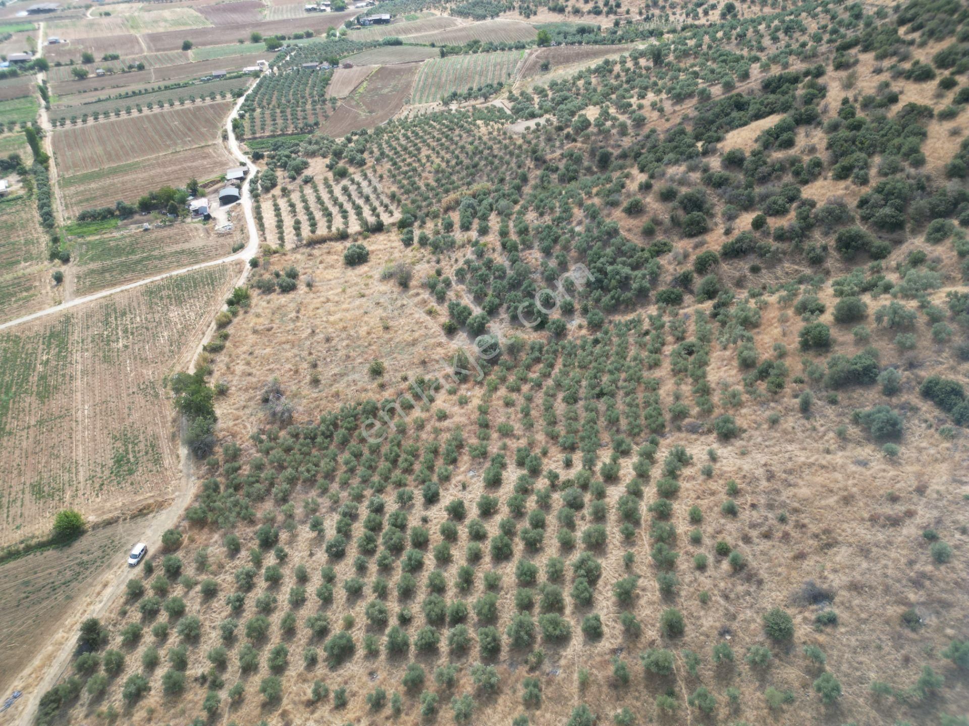 Antika Gayrimenkulden Emirli’de Satılık Zeytin Bahçesi - Görsel 7