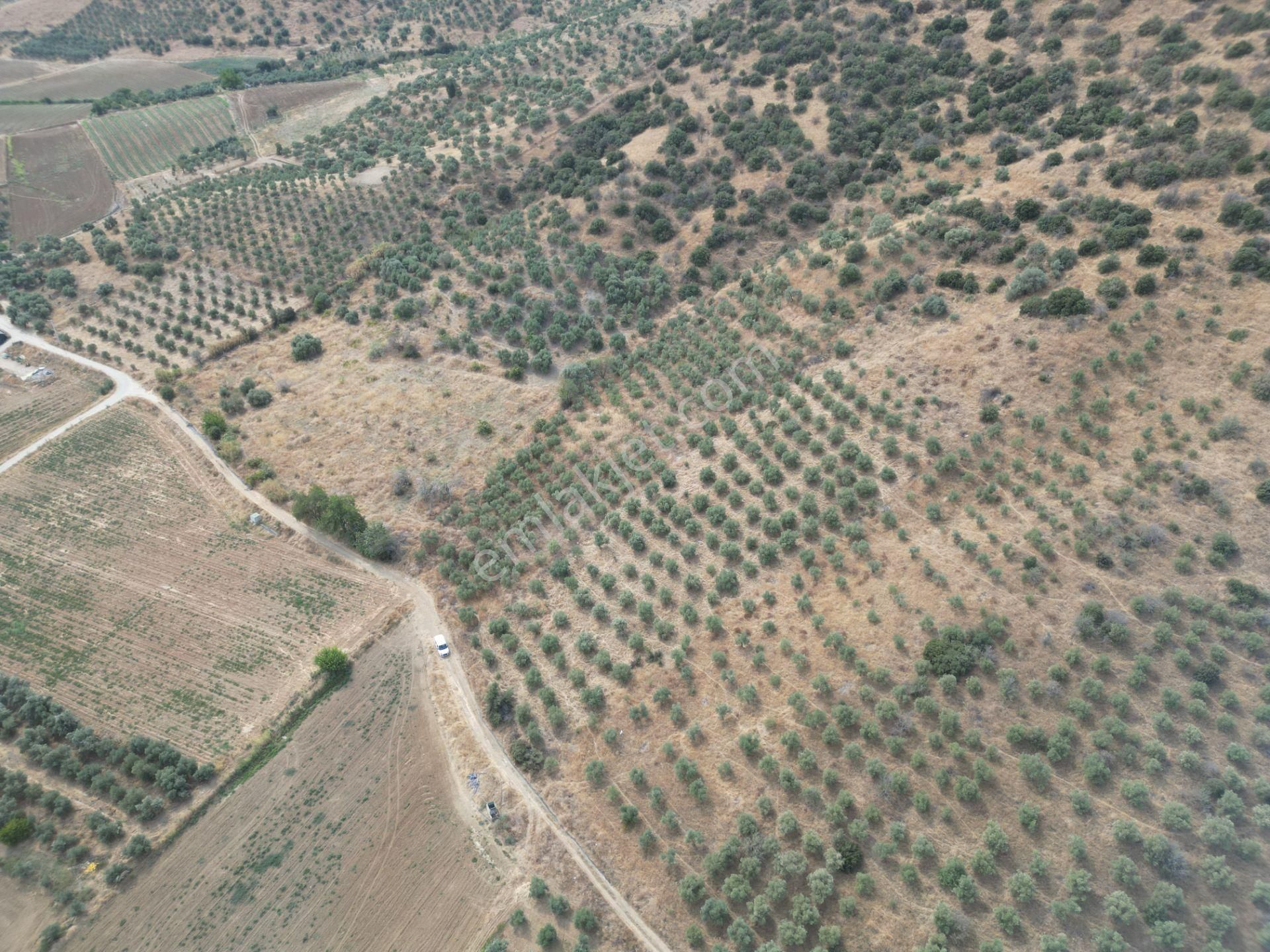 Antika Gayrimenkulden Emirli’de Satılık Zeytin Bahçesi - Görsel 6