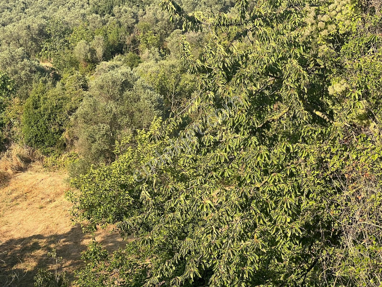 Bursa Mudanya Eşkel Satılık Tarla1300m2 - Görsel 2