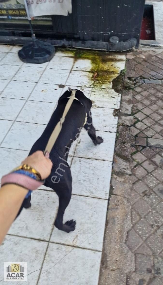 Korkuteli Dereköy Ev Yapımına Uygun Satılık Arsa - Görsel 3