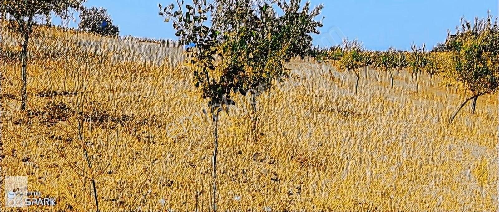 Yenişehir'de Satılık Badem Ve Tarla Bahçesi