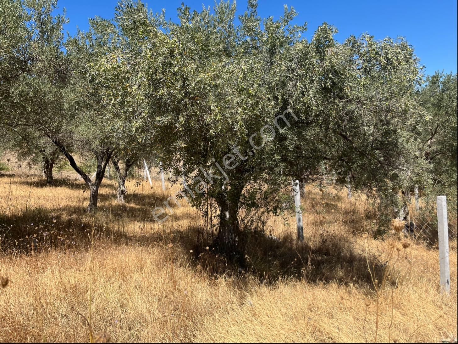 Torbalı Bozköy Mah 205mt2 Ata Mirasından Tarla Ve Zeytinlik - Görsel 20
