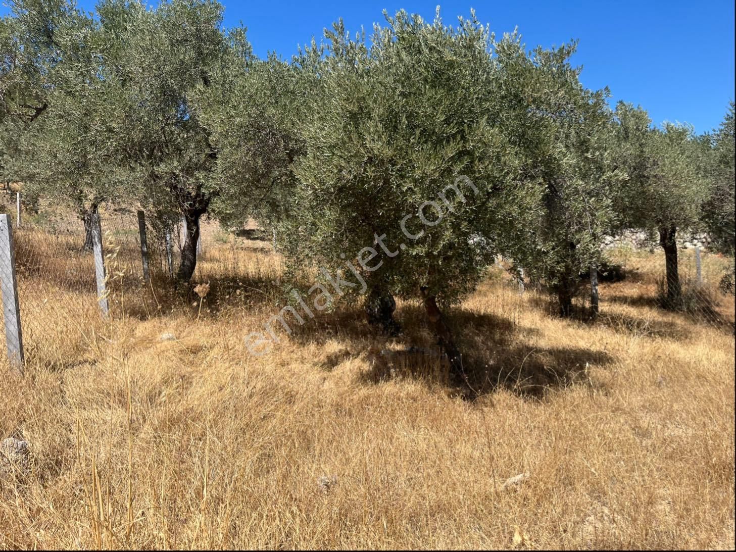 Torbalı Bozköy Mah 205mt2 Ata Mirasından Tarla Ve Zeytinlik - Görsel 28