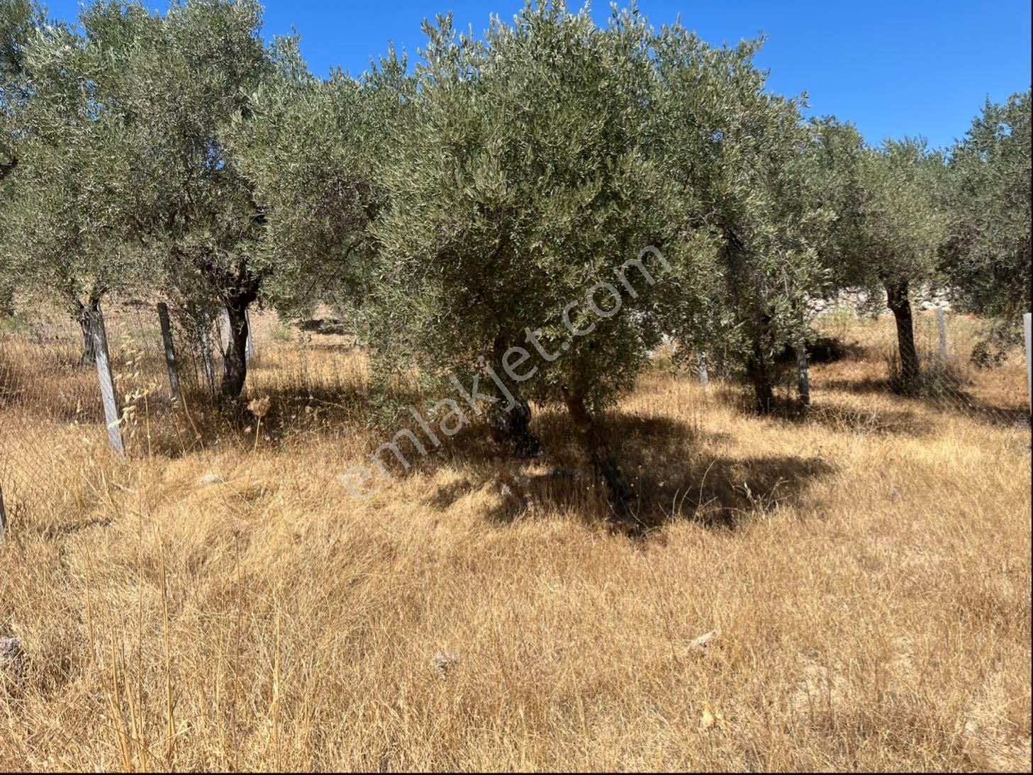Torbalı Bozköy Mah 205mt2 Ata Mirasından Tarla Ve Zeytinlik - Görsel 32