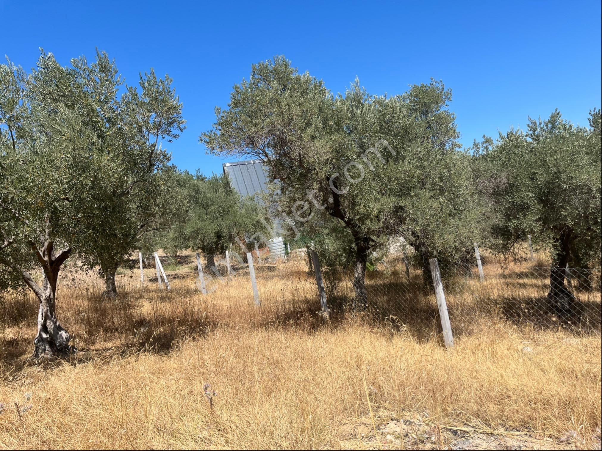 Torbalı Bozköy Mah 205mt2 Ata Mirasından Tarla Ve Zeytinlik - Görsel 6