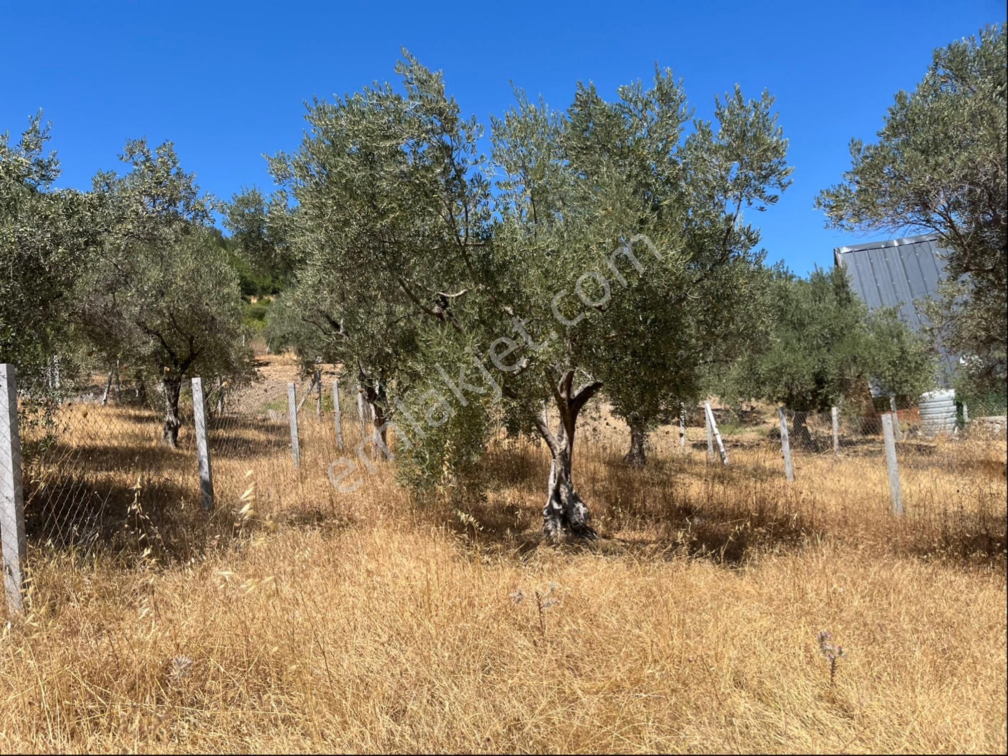 Torbalı Bozköy Mah 205mt2 Ata Mirasından Tarla Ve Zeytinlik - Görsel 5