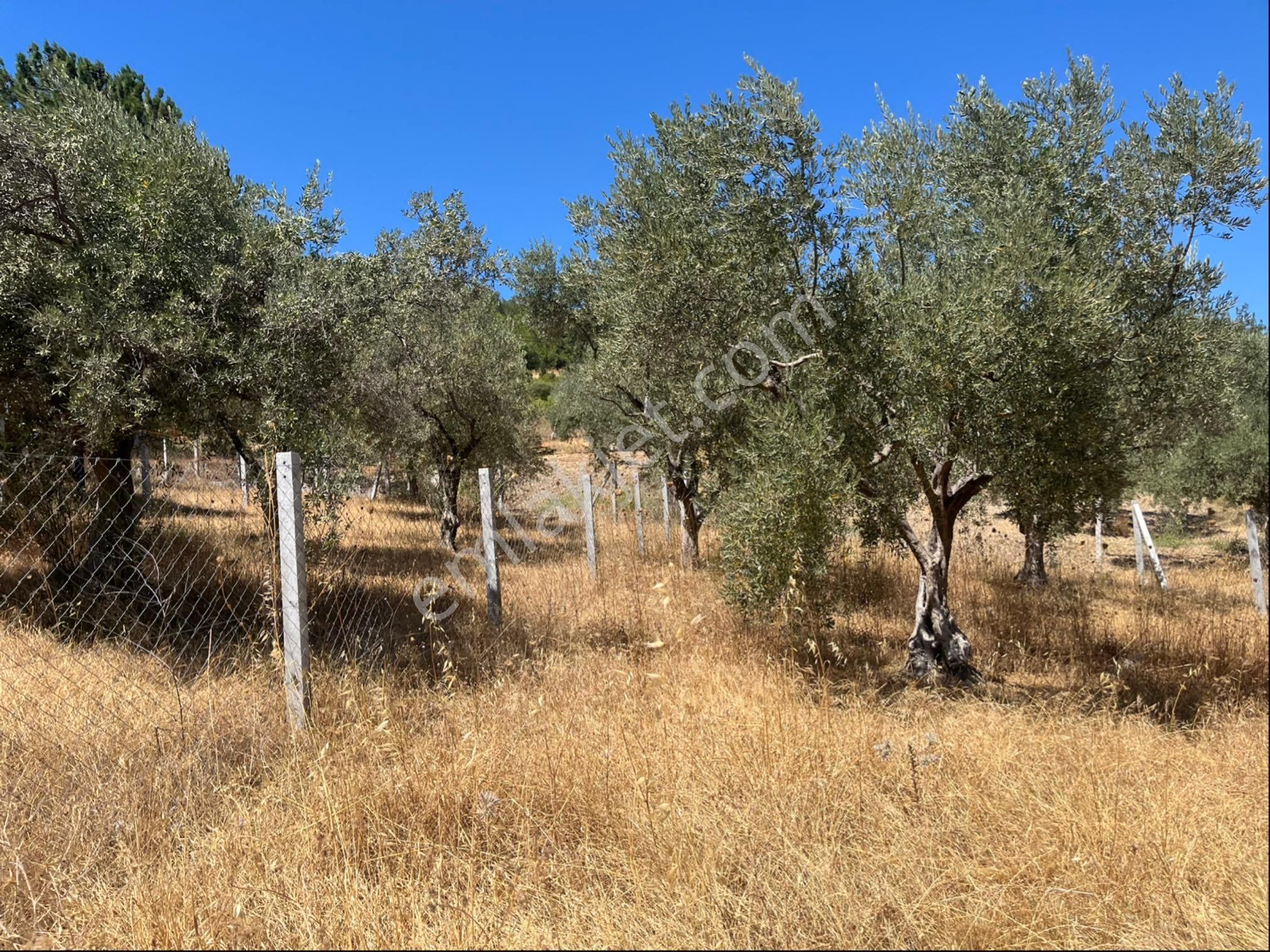 Torbalı Bozköy Mah 205mt2 Ata Mirasından Tarla Ve Zeytinlik - Görsel 24