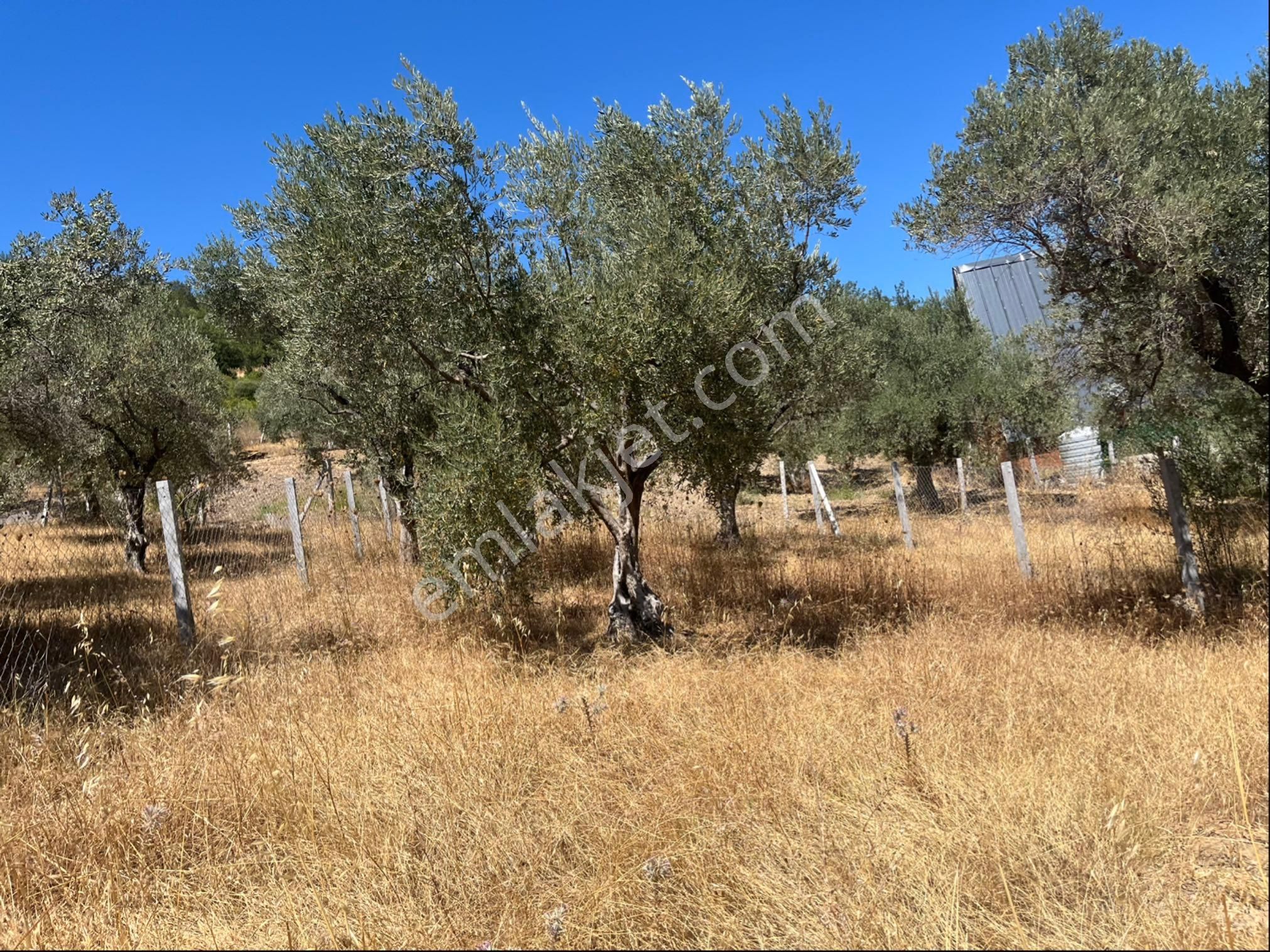 Torbalı Bozköy Mah 205mt2 Ata Mirasından Tarla Ve Zeytinlik - Görsel 7