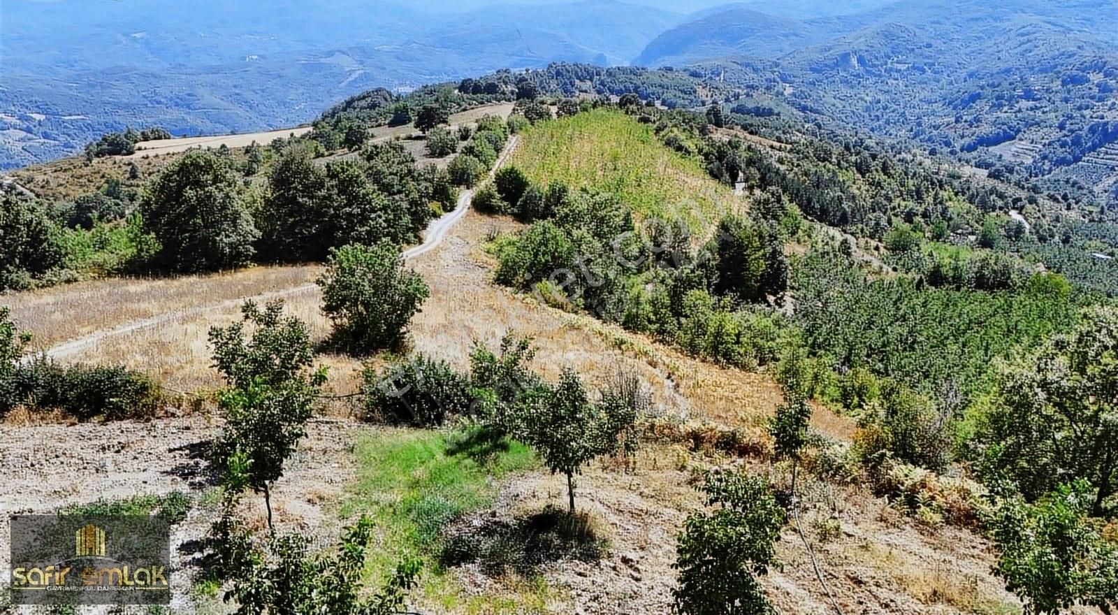Cevizin Başkenti Konurlarda Suyu Yolu Olan Satılık Fırsat Tarla - Görsel 7