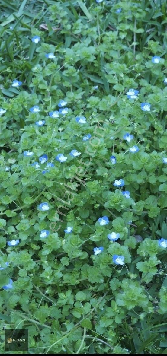 Kuşadası'nda Yola Yakın Satilik Tarla - Görsel 4