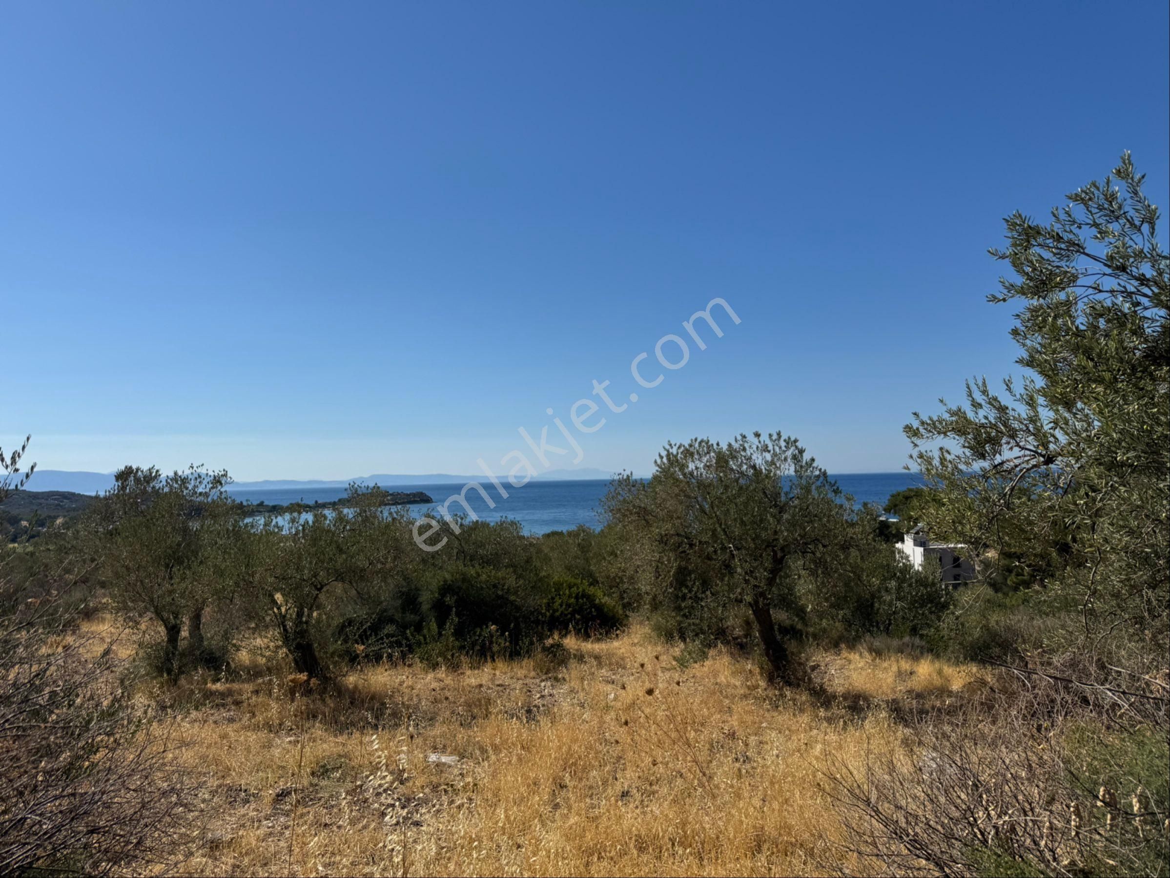 Merkez'den Dikili Bademli’de 5.776,11 M² Yatırımlık Zeytinlik / İmara Sınır - Görsel 5